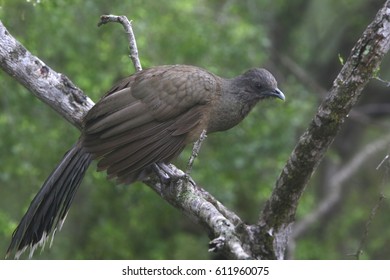 Plain Chachalaca