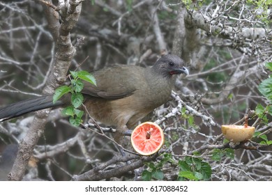 Plain Chachalaca