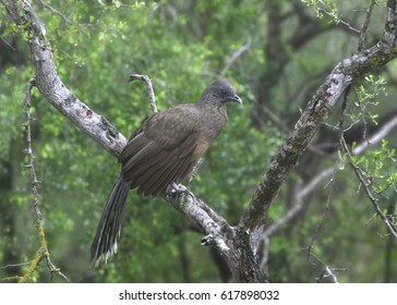 Plain Chachalaca