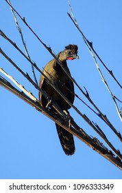  Plain Chachalaca Bird