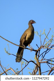  Plain Chachalaca Bird