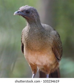 Plain Chachalaca (Ortalis Vetula)