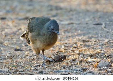 Plain Chachalaca, Ortalis Vetula