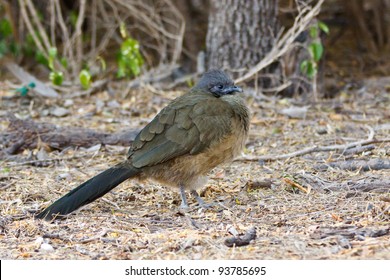 Plain Chachalaca, Ortalis Vetula