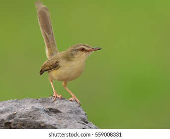 Plain Prinia (Prinia Inornata) Beautiful Brown To Yellow Bird With Tail Wagging Perching On The Dirt Over Blur Green Background, Amazing Nature