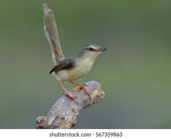 Plain Prinia (Prinia Inornata) Beautiful Brown To Yellow Bird With Tail Wagging Perching On The Dirt Over Blur Green Background, Amazing Nature