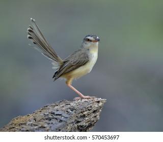 Plain Prinia (Prinia Inornata) Beautiful Brown To Yellow Bird With Tail Wagging Perching On The Dirt Over Blur Green Background, Amazing Nature