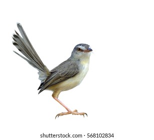 Plain Prinia (Prinia inornata) beautiful grey bird with tail lifting isolated on white background, exotic animal