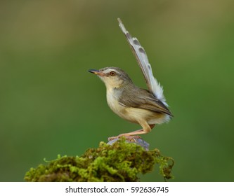 Plain Prinia (Prinia Inornata) Beautiful Grey Bird Sitting On Mossy Stick With Tail Wagging Over Green Blur Background