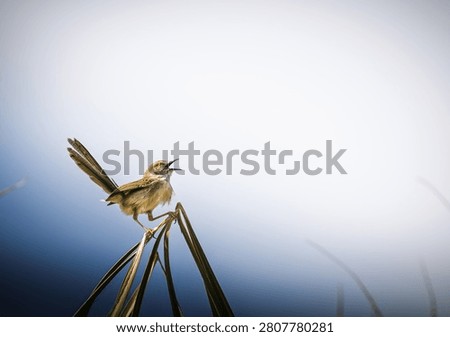 Plain Prinia (Prinia inornata) singing while perched on a grass blade against a soft blue sky. Small wild songbird displaying natural behavior with generous copy space for wildlife and nature concepts.