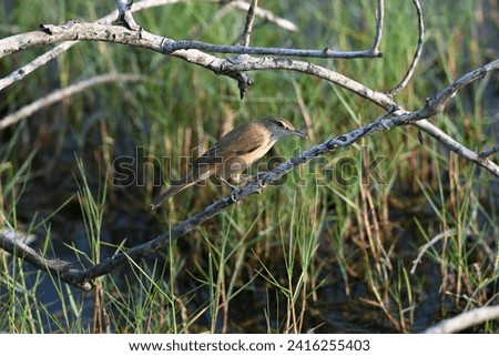Plain prinia (Prinia inornata) or plain wren-warbler or white-browed wren-warbler