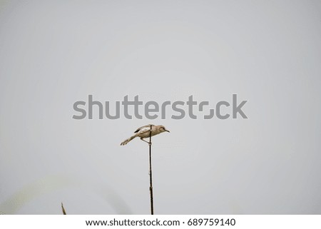 Similar – Image, Stock Photo No pipe sparrow