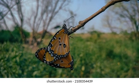 Plain Tiger Butterflies Mating On The Stick.