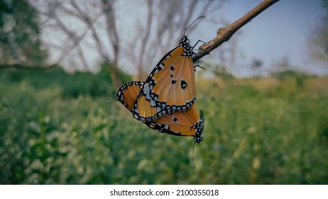 Plain Tiger Butterflies Mating On The Stick.