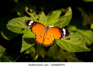 Plain Tiger Butterfly Basking On Leaves