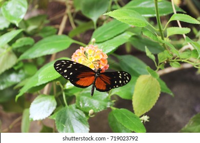 Plain Tiger Butterfly on flowers