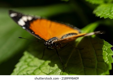 A Plain Tiger Butterfly With Wings Spread.