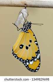 Plain Tiger (Danaus Chrysippus), Monarch Butterfly Emerging From Pupa.