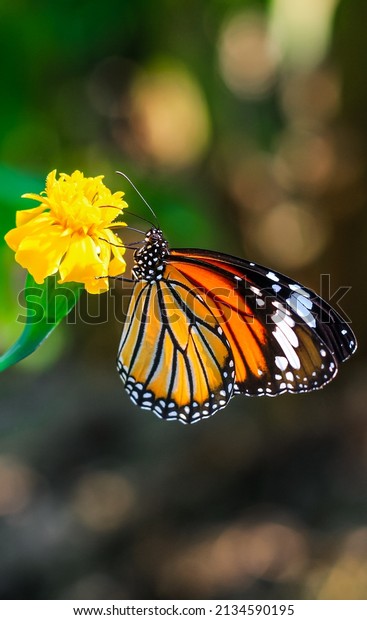 Plain Tiger is sitting on the flower. Danaus\
genutia, also known as the plain tiger, African queen, or African\
Monarch. Common Tiger butterfly (Danaus genutia butterfly)\
collecting nectar on a\
flower.