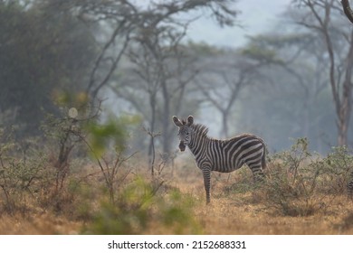 Plain Zebra In The Forest. Herd Of Zebras In Uganda. Safari In Africa. 
