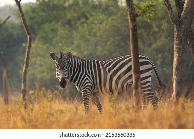 Plain Zebra In The Forest. Herd Of Zebras In Uganda. Safari In Africa. 
