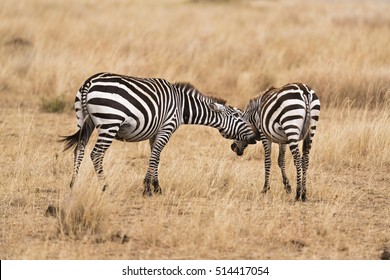 Plain Zebras During Mating Season. The Male Zebra Is Making Unwanted Advances To Female . Kenya, Eastern Africa