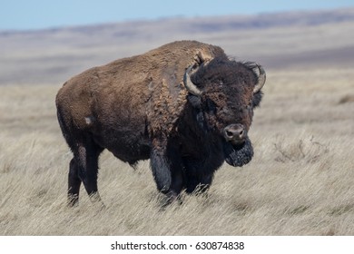 Plains Bison