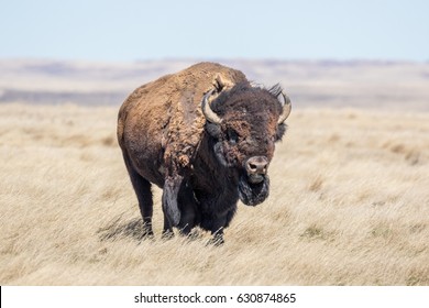 Plains Bison