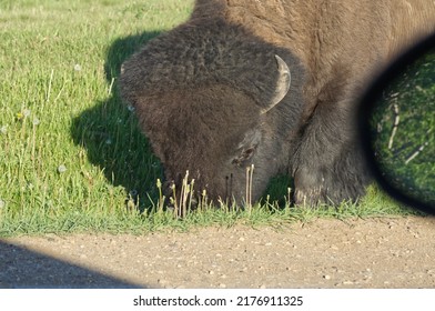 Plains Bison At Elk Island National Park