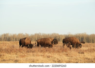 Plains Bison In National Park In Autumn