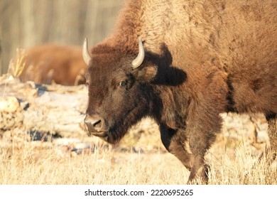 Plains Bison In National Park In Autumn