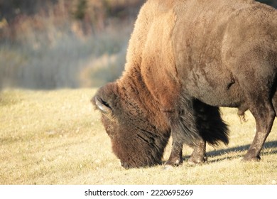 Plains Bison In National Park In Autumn