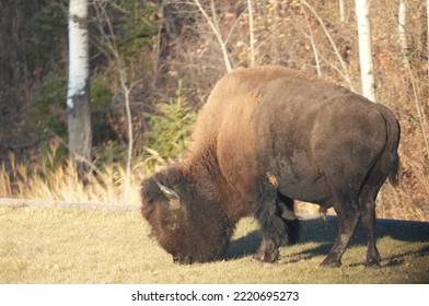 Plains Bison In National Park In Autumn