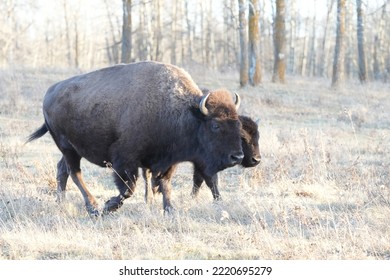 Plains Bison In National Park In Autumn