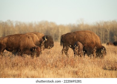 Plains Bison In National Park In Autumn