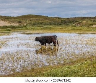 A Plains Bison Walking In The Water