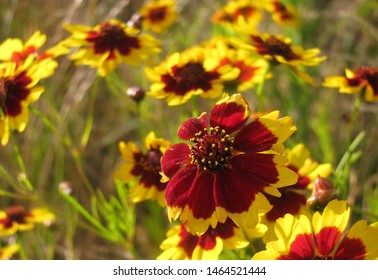 Plains Coreopsis In A Dry Field