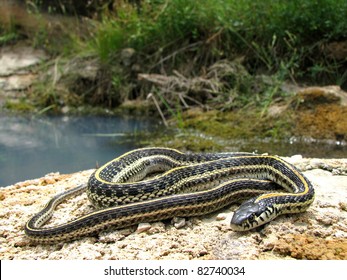 Plains Garter Snake