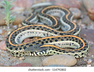 Plains Garter Snake, Thamnophis Radix