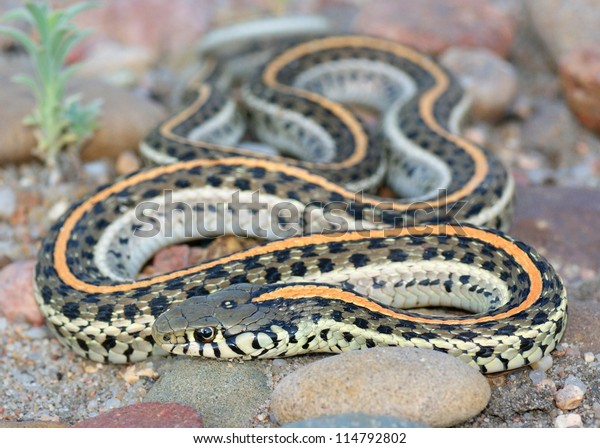 Plains Garter Snake Thamnophis Radix Stock Photo 114792802 | Shutterstock