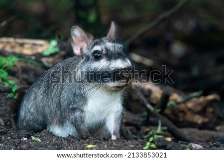Plains viscacha  with black stripes during nighttime in El Palmar National Park