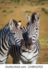 Plains zebra,  or common zebra, prev. Burchell's zebra. (Equus quagga prev. Equus burchellii). Eastern Cape. South Africa
