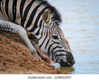 Plains zebra,  or common zebra, prev. Burchell's zebra (Equus quagga prev. Equus burchellii) drinking. Eastern Cape. South Africa