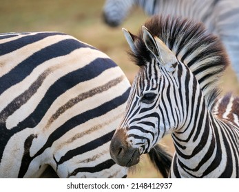Plains zebra,  or common zebra, prev. Burchell's zebra. (Equus quagga prev. Equus burchellii) foal. Eastern Cape. South Africa