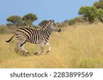 A plains zebra (Equus burchelli) running in grassland, South Africa
