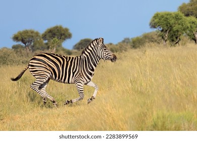 A plains zebra (Equus burchelli) running in grassland, South Africa
