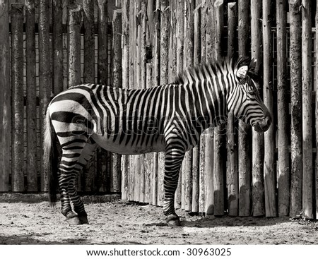 Similar – Image, Stock Photo street-graffiti-zebra