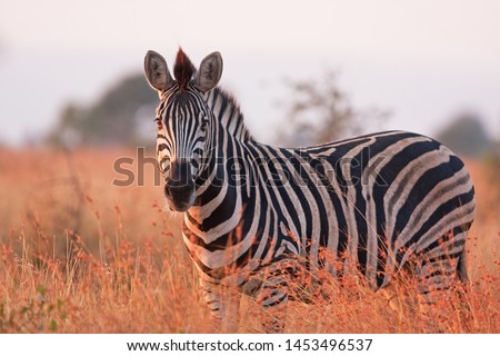 plains zebra, equus quagga,  equus burchellii,  common zebra, Kruger national park