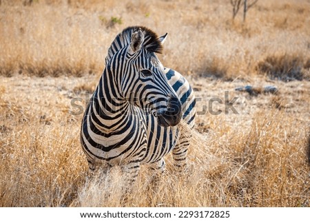Plains Zebra, equus quagga, equus burchellii, common zebra, Kruger national park