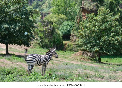 Plains zebra, Equus quagga, defecating in Cabarceno Natural Park in Cantabria